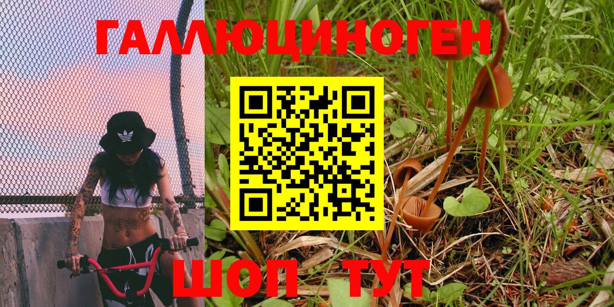 Галлюциногенные грибы Psilocybe  Вход с VPN  Кизляр  Псилоцибиновые грибы Psilocybe 